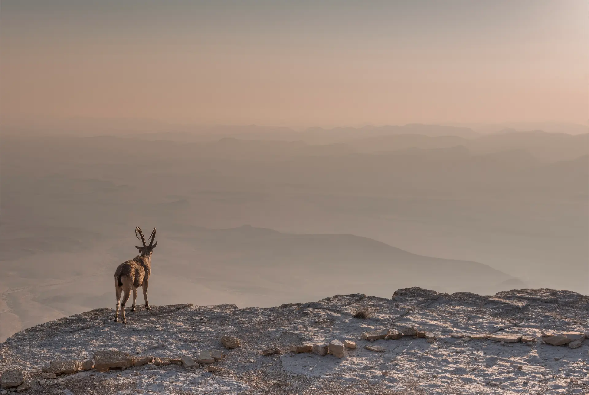 Ibex standing at a desert overlook at sunrise